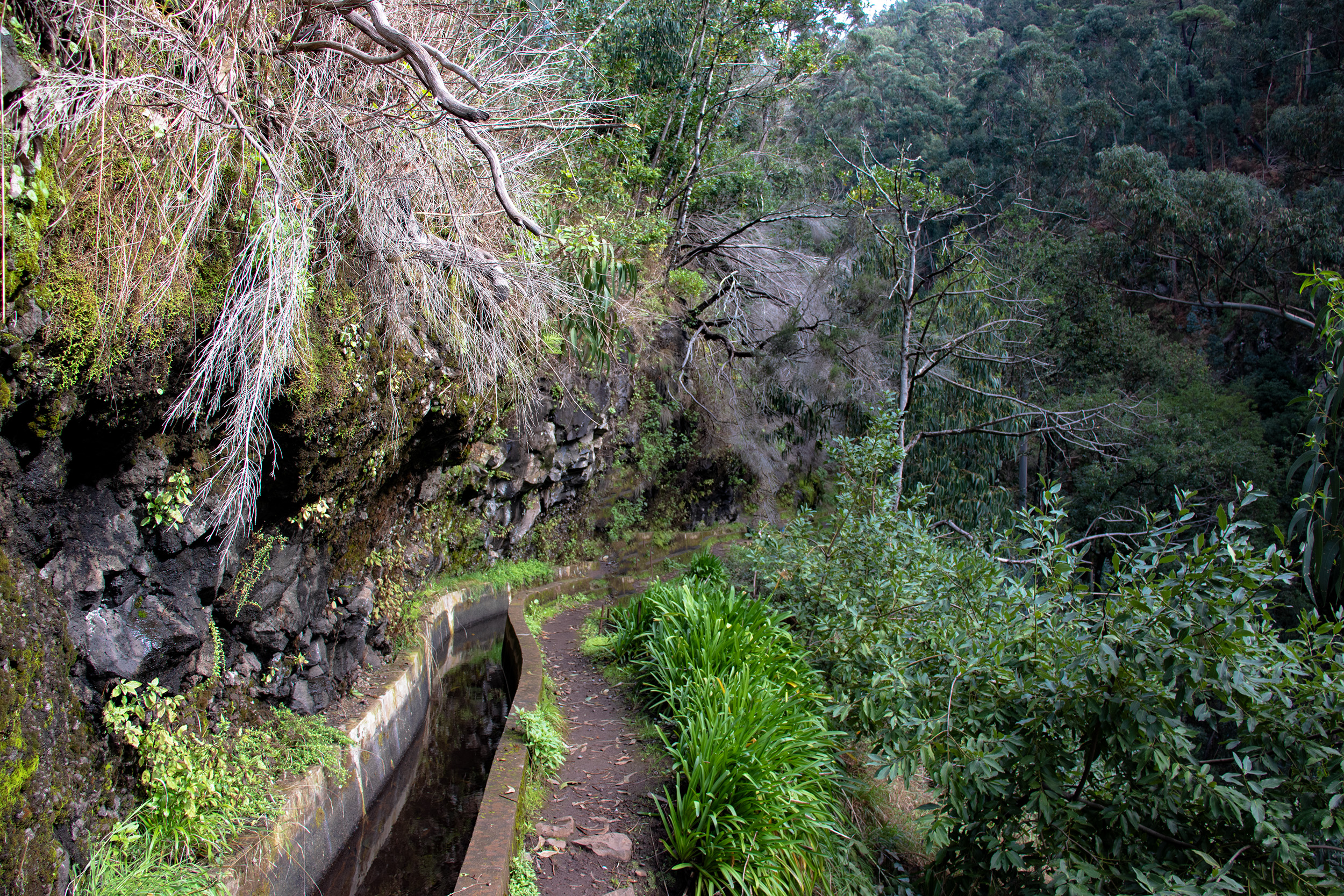 Madeira: Levada Nova da Calheta (01.01.23)