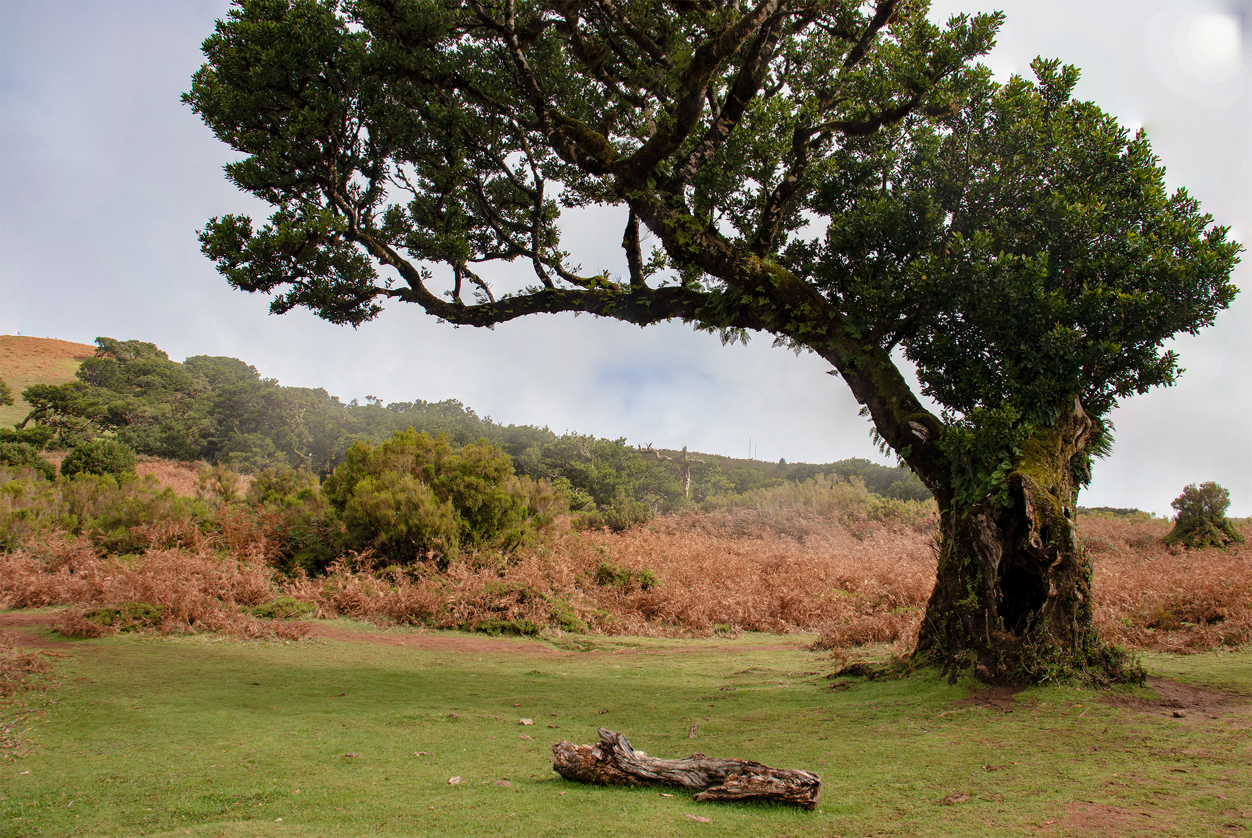 Madeira: Lorbeerwald Fanal (02.11.22)