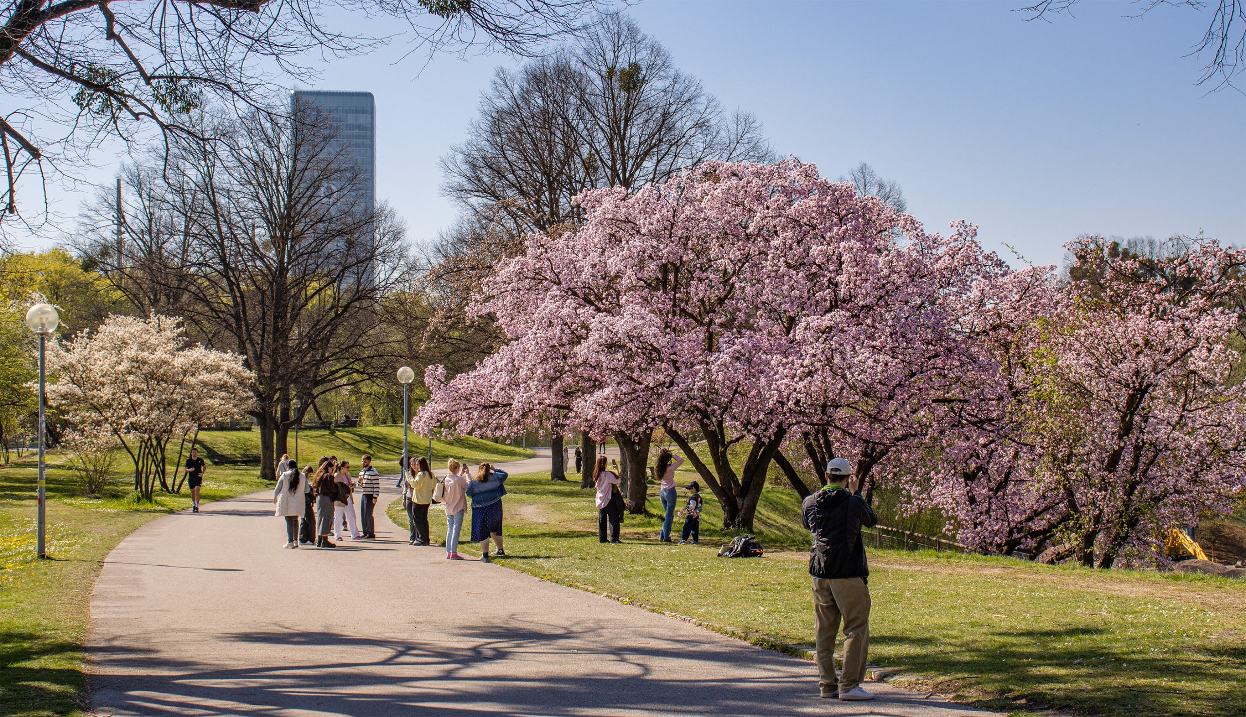 🇩🇪 München: Kirschblüte im/am Olympiapark (11.04.26)
