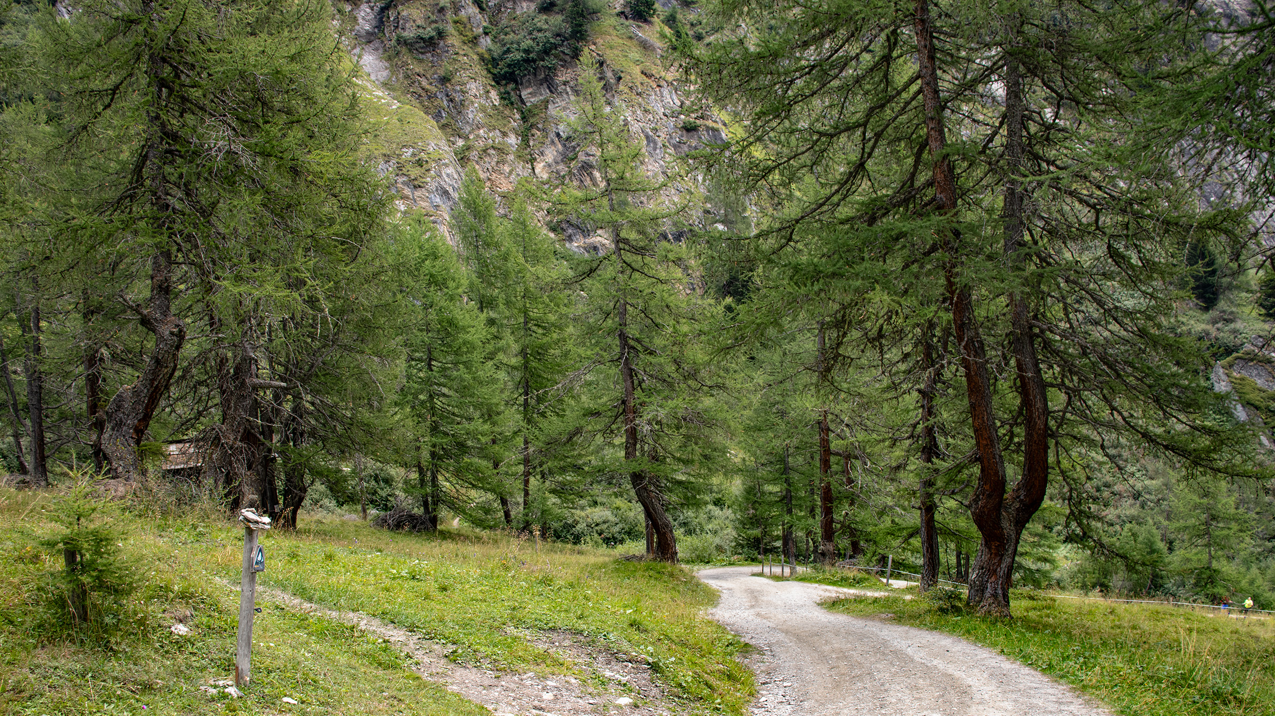 🇦🇹 Osttirol (A): Lärchenwald Glocknerspur im Ködnitztal (16.08.26)