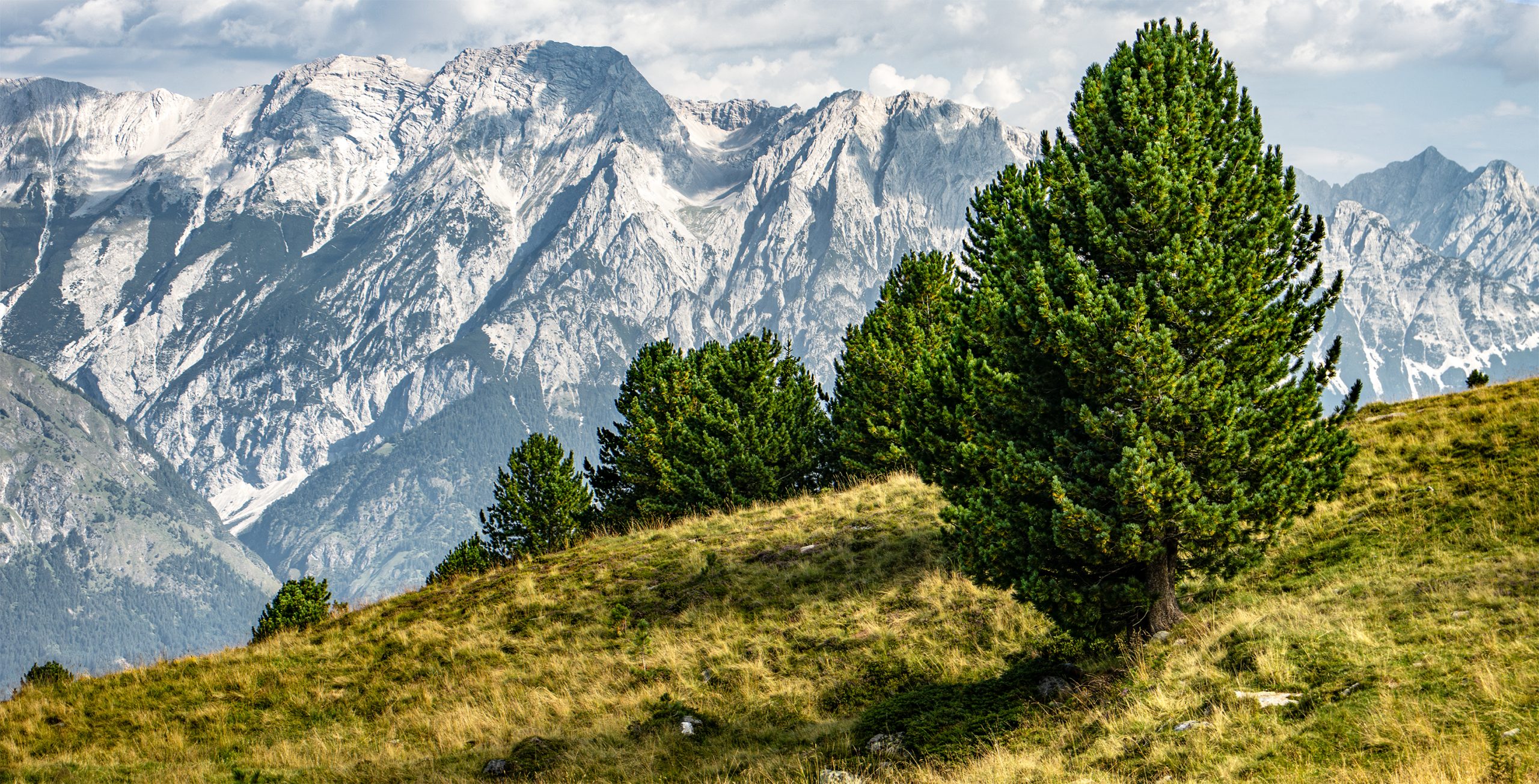 🇦🇹 Tuxer Alpen (A): Zirbenwald am Glungezer (11.08.26)