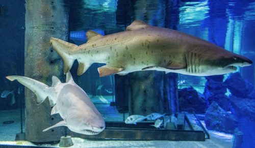 Cattolica_Aquarium_1 Kopie