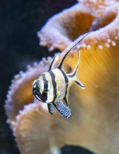 Cattolica_Aquarium_10 Kopie