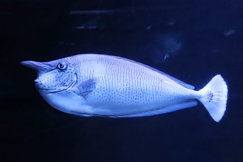 Cattolica_Aquarium_11 Kopie