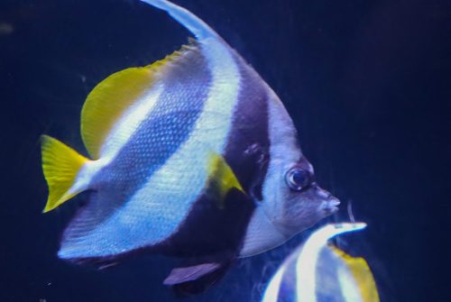 Cattolica_Aquarium_12 Kopie