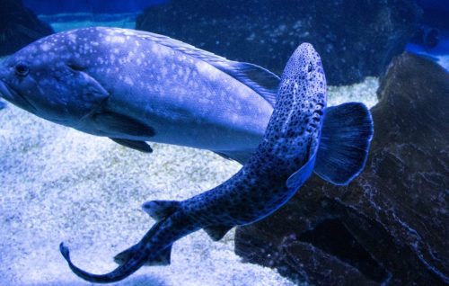 Cattolica_Aquarium_13 Kopie