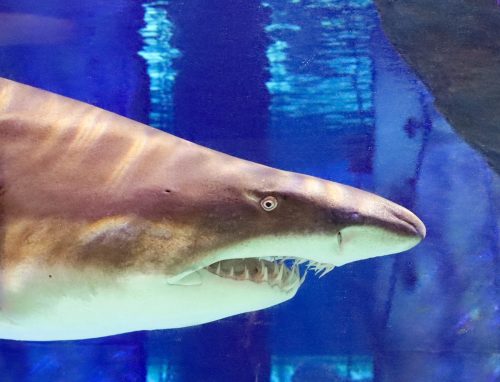 Cattolica_Aquarium_14 Kopie