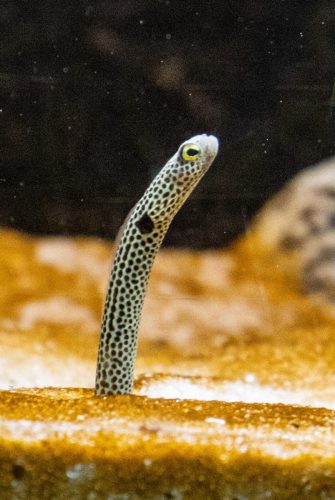 Cattolica_Aquarium_15 Kopie