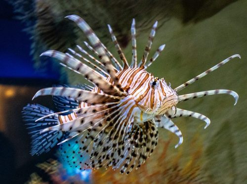 Cattolica_Aquarium_2 Kopie