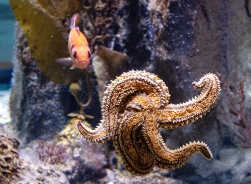 Cattolica_Aquarium_3 Kopie