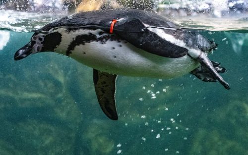 Cattolica_Aquarium_4 Kopie