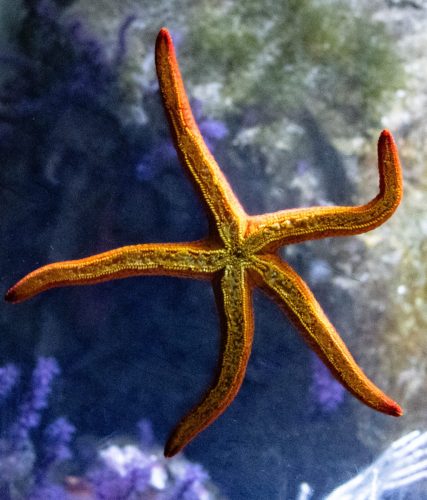 Cattolica_Aquarium_5 Kopie