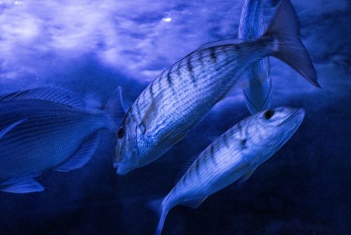 Cattolica_Aquarium_6 Kopie