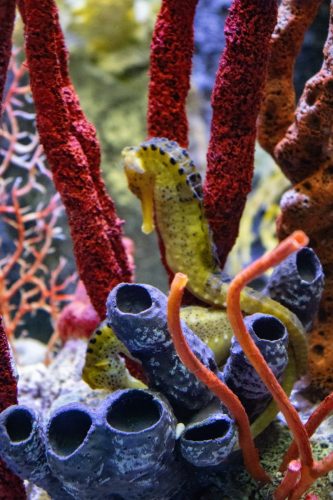 Cattolica_Aquarium_7 Kopie