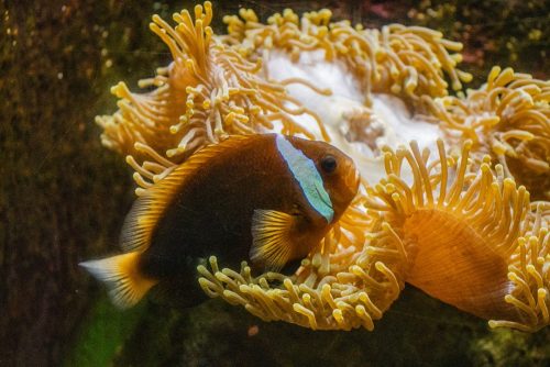 Cattolica_Aquarium_8 Kopie