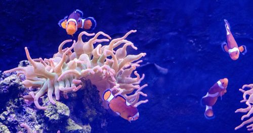 Cattolica_Aquarium_9 Kopie