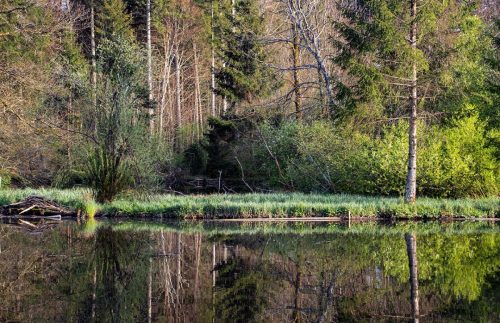 Egelsee_Frühling_2 Kopie