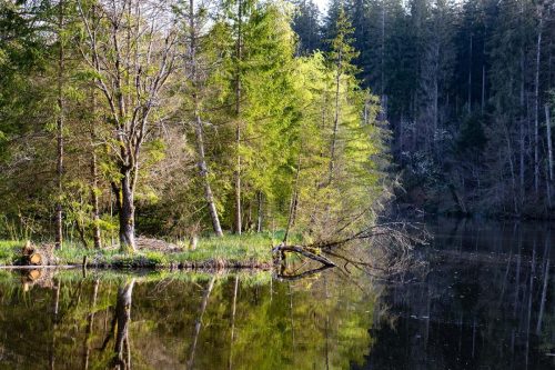 Egelsee_Frühling_4 Kopie