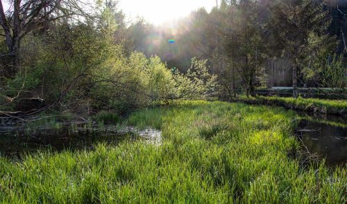 Egelsee_Frühling_5 Kopie