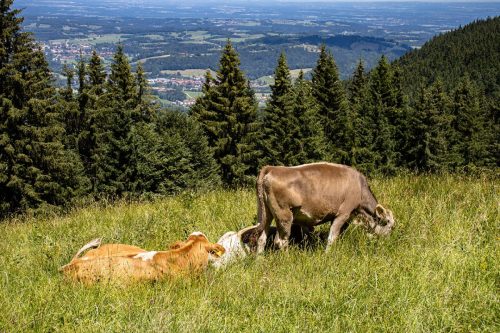 Gindelalm_Sommer_1 Kopie