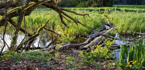 Hackensee_Frühling_1 Kopie