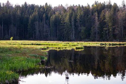 Hackensee_Frühling_3 Kopie