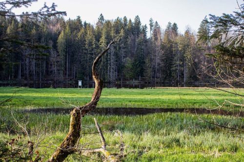 Hackensee_Frühling_6 Kopie