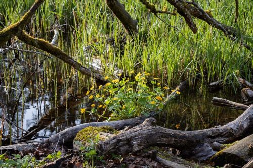 Hackensee_Frühling_8 Kopie
