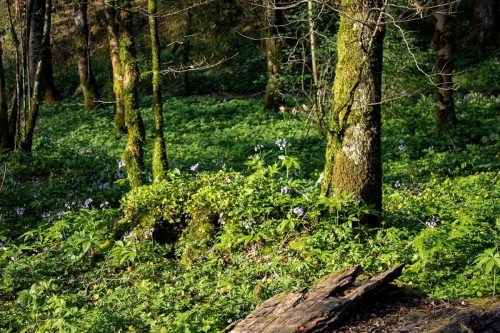 Hackensee_Wald_Frühling_1 Kopie