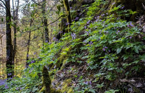 Hackensee_Wald_Frühling_2 Kopie
