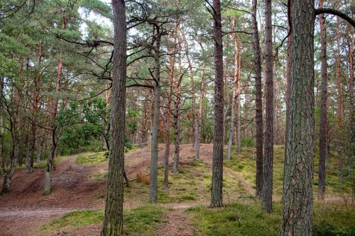 Karlshagen_Kiefernwald_Dünen_1 Kopie
