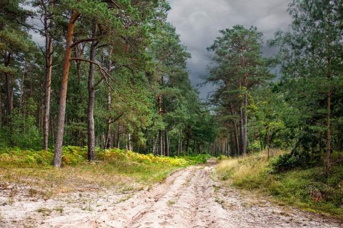 Karlshagen_Kiefernwald_Dünen_2 Kopie