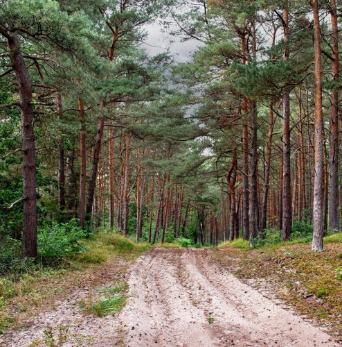 Karlshagen_Kiefernwald_Dünen_3 Kopie