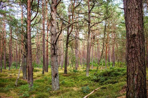 Karlshagen_Kiefernwald_Dünen_4 Kopie