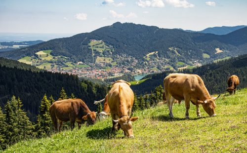 Kreuzbergalm_Sommer_2 Kopie