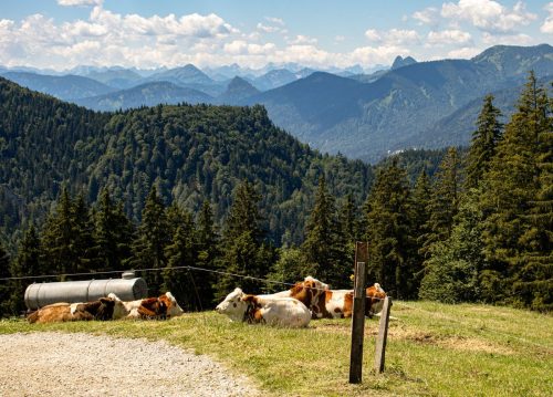 Kreuzbergalm_Sommer_3 Kopie