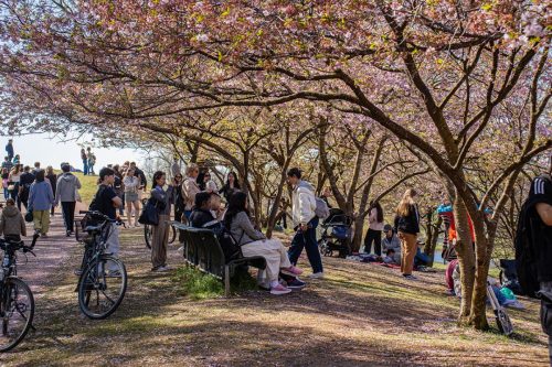 München_Olympiapark_Frühling_Kirschblüte_1 Kopie