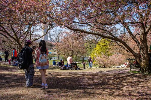 München_Olympiapark_Frühling_Kirschblüte_2 Kopie