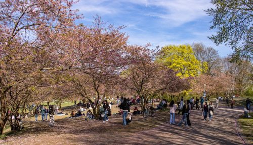 München_Olympiapark_Frühling_Kirschblüte_3 Kopie