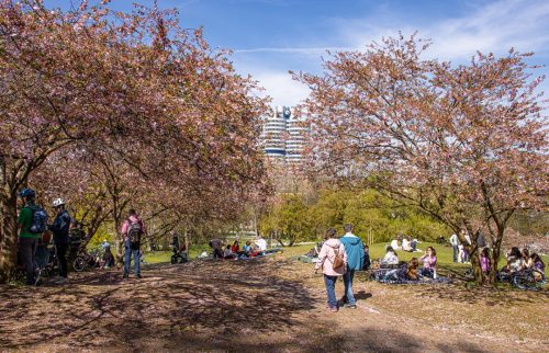 München_Olympiapark_Frühling_Kirschblüte_4 Kopie