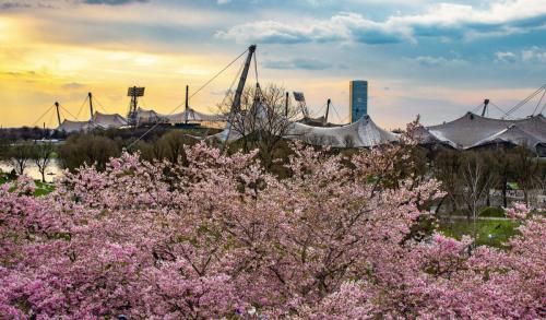 Kirschblüte im Olympiapark