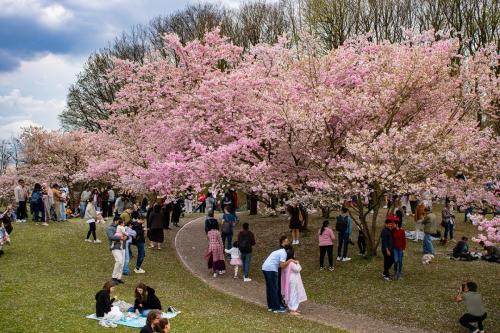 Kirschblüte im Olympiapark