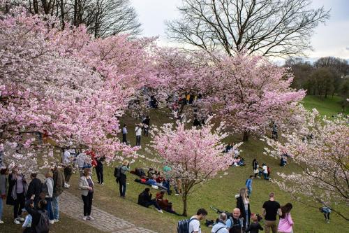 Kirschblüte im Olympiapark