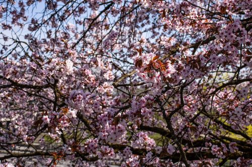 München_Werner-Seelenbinder-Weg_Kirschblüte_1 Kopie