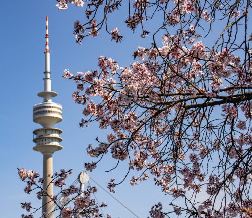 München_Werner-Seelenbinder-Weg_Kirschblüte_2 Kopie