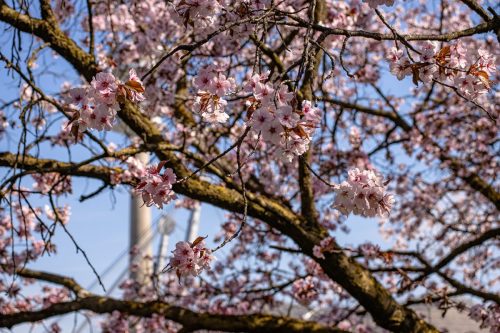 München_Werner-Seelenbinder-Weg_Kirschblüte_3 Kopie
