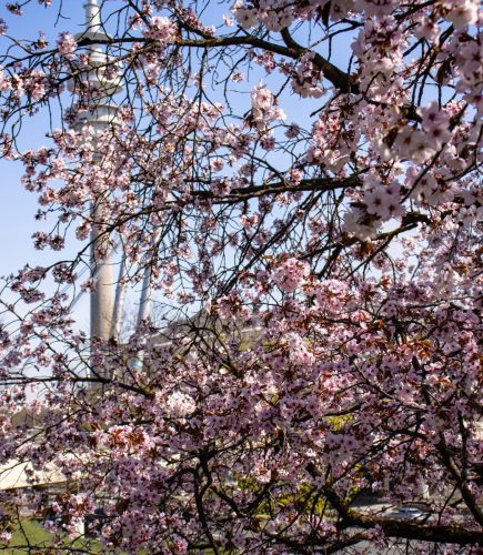 München_Werner-Seelenbinder-Weg_Kirschblüte_4 Kopie