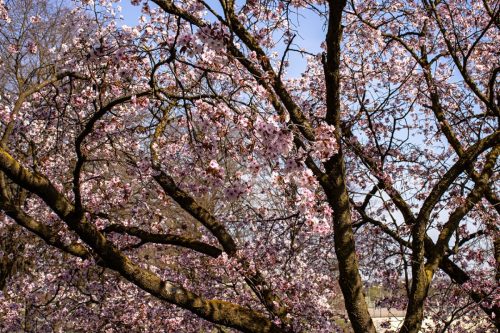 München_Werner-Seelenbinder-Weg_Kirschblüte_5 Kopie