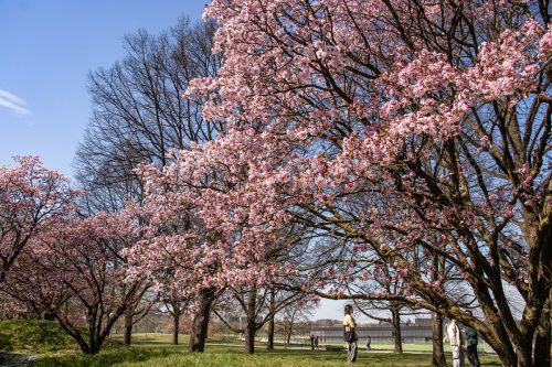 München_Werner-Seelenbinder-Weg_Kirschblüte_6 Kopie