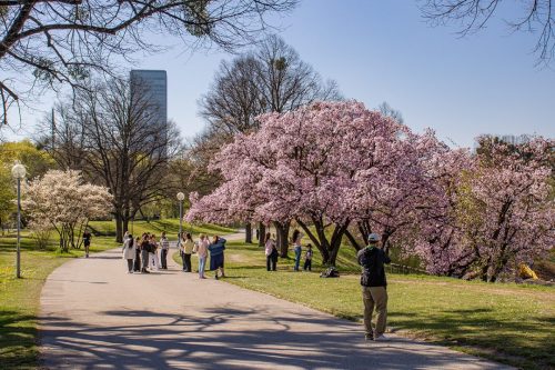 München_Werner-Seelenbinder-Weg_Kirschblüte_7 Kopie